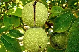 Attēlu rezultāti vaicājumam “Juglans x sinensis fruit”