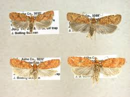 Attēlu rezultāti vaicājumam “Agonopterix ciliella imago”