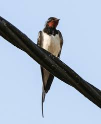 Attēlu rezultāti vaicājumam “Hirundo rustica adult”