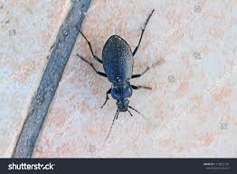 Attēlu rezultāti vaicājumam “Cychrus caraboides”