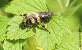 Attēlu rezultāti vaicājumam “Andrena”