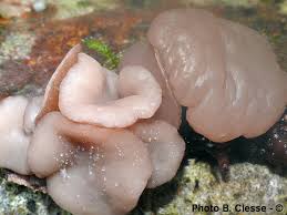 Attēlu rezultāti vaicājumam “Neobulgaria pura”