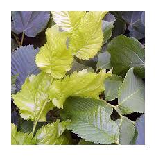 Attēlu rezultāti vaicājumam “Ulmus x hollandica”