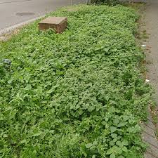 Attēlu rezultāti vaicājumam “Galinsoga quadriradiata leaf”