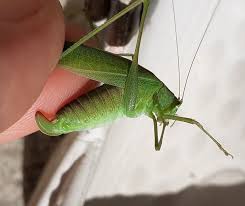 Attēlu rezultāti vaicājumam “Phaneroptera falcata”