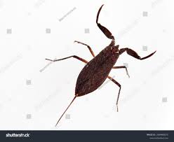 Attēlu rezultāti vaicājumam “Nepa cinerea”