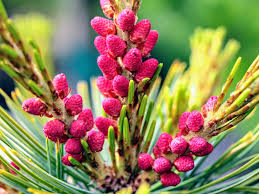 Attēlu rezultāti vaicājumam “Pinus pumila”