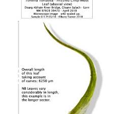 Attēlu rezultāti vaicājumam “Tortella tortuosa”