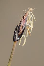 Attēlu rezultāti vaicājumam “Eleocharis quinqueflora flower”