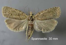 Attēlu rezultāti vaicājumam “Epiblema grandaevana”