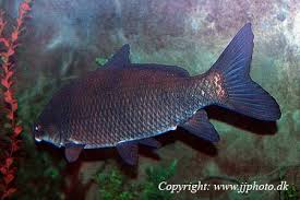 Image result for Ictiobus niger