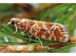 Attēlu rezultāti vaicājumam “Rhyacionia pinicolana”