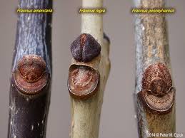 Attēlu rezultāti vaicājumam “Fraxinus pennsylvanica male flower”