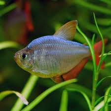 Attēlu rezultāti vaicājumam “Bilimbia tetramera”