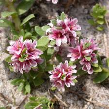 Attēlu rezultāti vaicājumam “Glaux maritima”