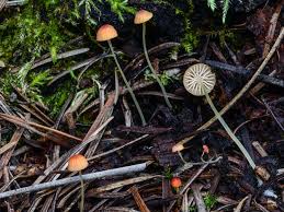 Attēlu rezultāti vaicājumam “Mycena acicula”