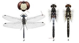 Attēlu rezultāti vaicājumam “Leucorrhinia albifrons”