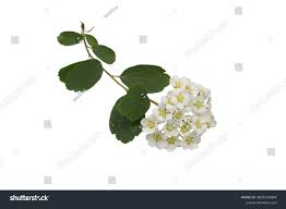 Attēlu rezultāti vaicājumam “Spiraea chamaedryfolia flower”