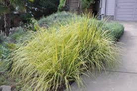 Attēlu rezultāti vaicājumam “Carex elata”