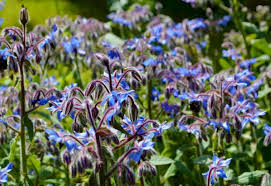 Image result for Borretsch