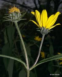 Attēlu rezultāti vaicājumam “Helianthus tuberosus flower”
