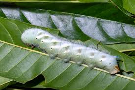 Attēlu rezultāti vaicājumam “Tenthredo scrophulariae larva”