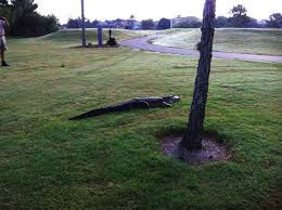 Image result for Summerfields Gc