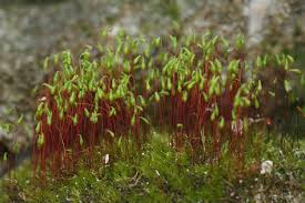 Attēlu rezultāti vaicājumam “Leptobryum pyriforme sporophyte”