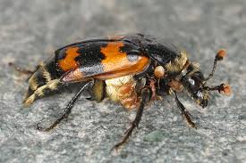 Attēlu rezultāti vaicājumam “Nicrophorus vespillo”