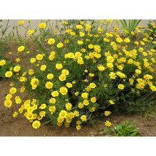 Image result for Färberkamille