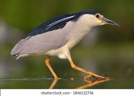 Attēlu rezultāti vaicājumam “Nycticorax nycticorax adult”