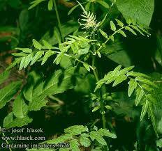 Attēlu rezultāti vaicājumam “Cardamine impatiens”