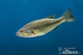 Image result for Micropterus salmoides