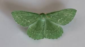 Attēlu rezultāti vaicājumam “Geometra papilionaria”