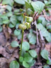 Attēlu rezultāti vaicājumam “Pyrola chlorantha leaf”