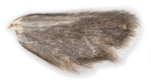 Attēlu rezultāti vaicājumam “Incurvaria praelatella”