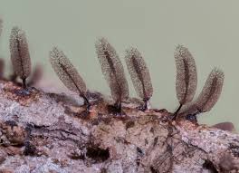 Attēlu rezultāti vaicājumam “Stemonitopsis hyperopta spores”