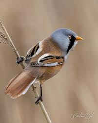 Attēlu rezultāti vaicājumam “Panurus biarmicus”