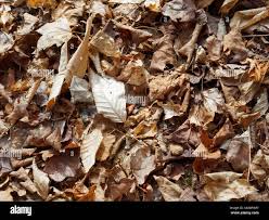 Attēlu rezultāti vaicājumam “Clavulinopsis cinerioides”