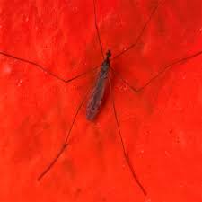 Attēlu rezultāti vaicājumam “Limoniidae”