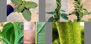 Attēlu rezultāti vaicājumam “Amaranthus retroflexus leaf”