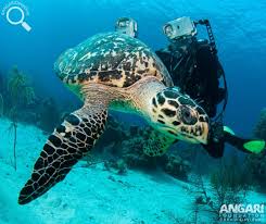 Image result for Eretmochelys imbricata