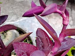 Attēlu rezultāti vaicājumam “Commelinaceae”