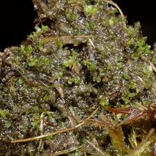 Attēlu rezultāti vaicājumam “Fossombronia wondraczekii”