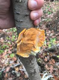 Attēlu rezultāti vaicājumam “Tyromyces chioneus”