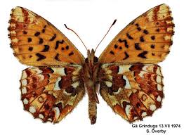 Attēlu rezultāti vaicājumam “Boloria aquilonaris upperside”