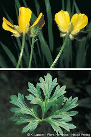 Attēlu rezultāti vaicājumam “Ranunculus polyanthemos”