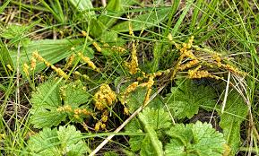 Attēlu rezultāti vaicājumam “Badhamia foliicola spores”