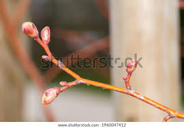 Attēlu rezultāti vaicājumam “Tilia cordata bud”