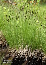 Attēlu rezultāti vaicājumam “Carex nigra”